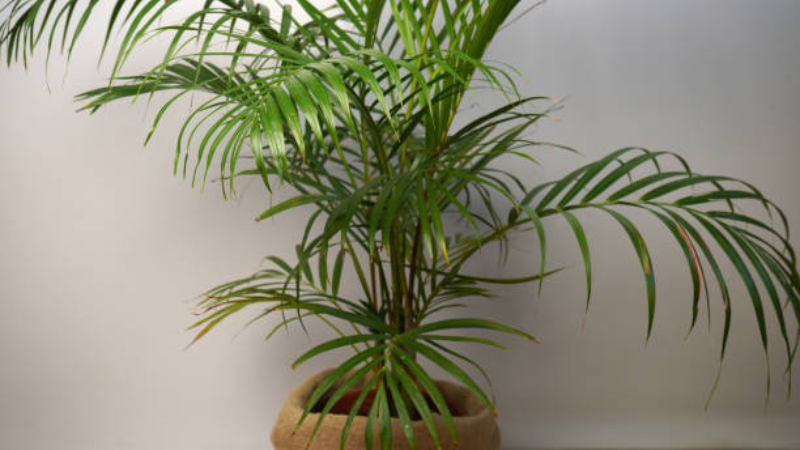 Kentia Palm used as an office indoor plant