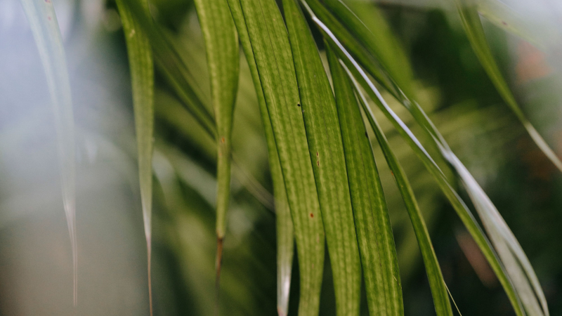 Kentia Palm with lush tropical green leaves