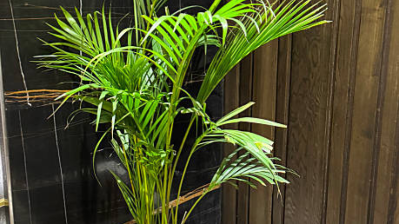 Kentia Palm planted in a stylish indoor container