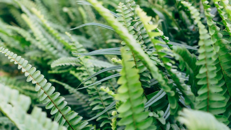 Close-up of Kimberley Queen Fern green fronds