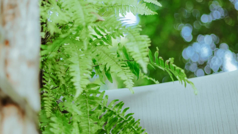 Ornamental Kimberley Queen Fern with lush foliage