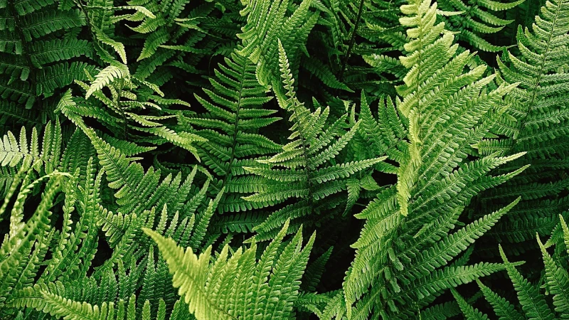 Kimberley Queen Fern with rich green upright fronds