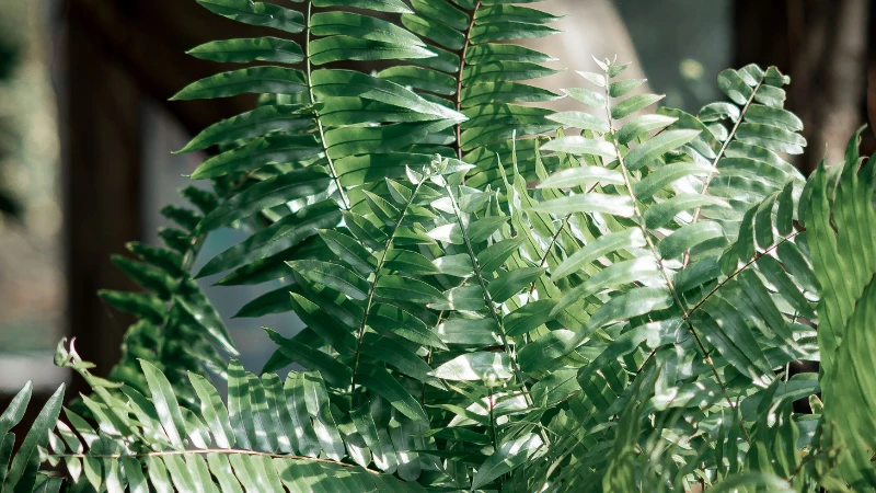 Kimberley Queen Fern planted along a garden border