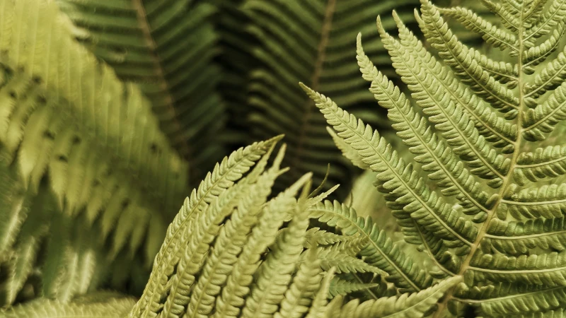 Kimberley Queen Fern used as a landscape focal point