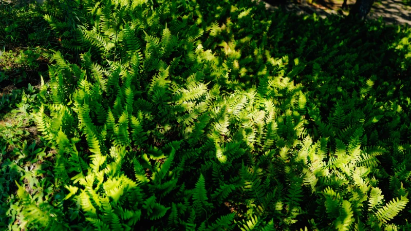 Kimberley Queen Fern in a decorative outdoor pot
