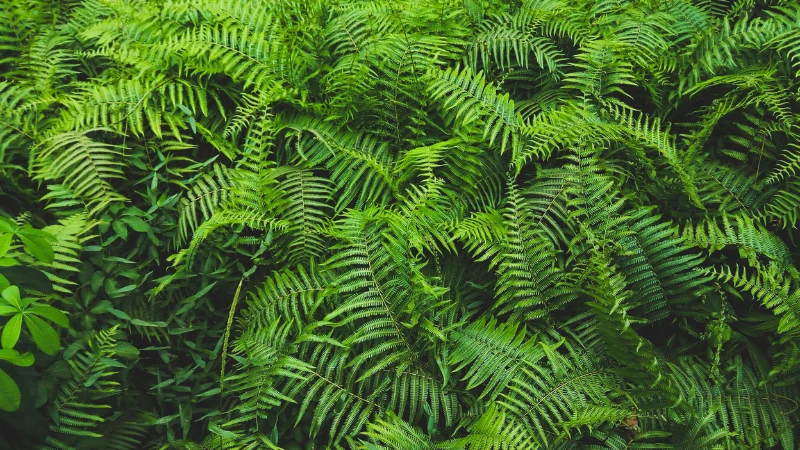 Kimberley Queen Fern enhancing a tropical landscape