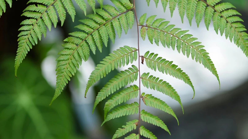 Kimberley Queen Fern thriving in partial shade