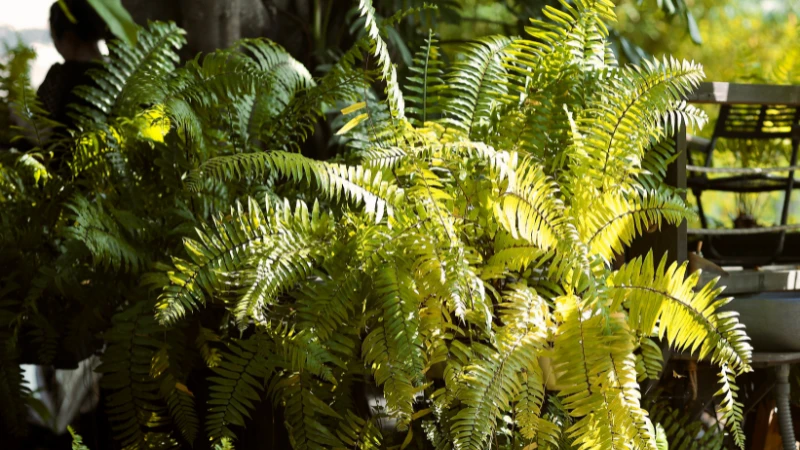 Kimberley Queen Fern growing in a decorative container