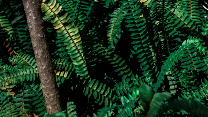Kimberley Queen Fern with lush upright green fronds