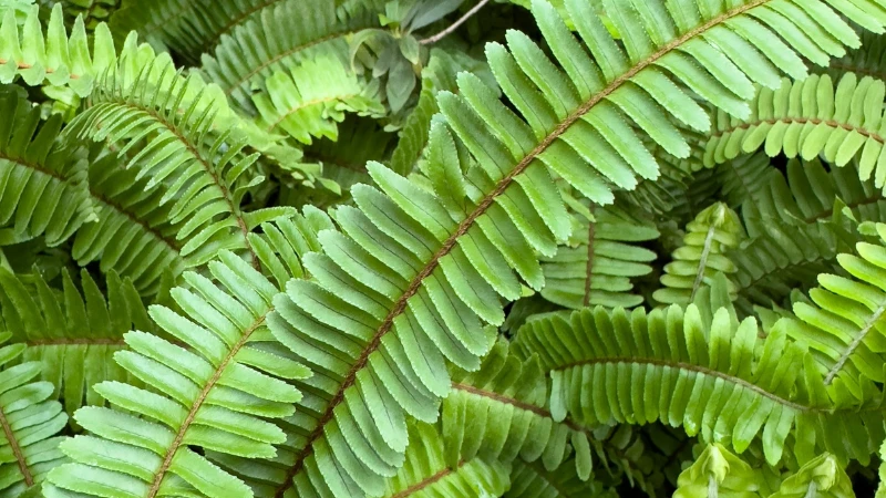Kimberley Queen Fern growing in a landscaped garden