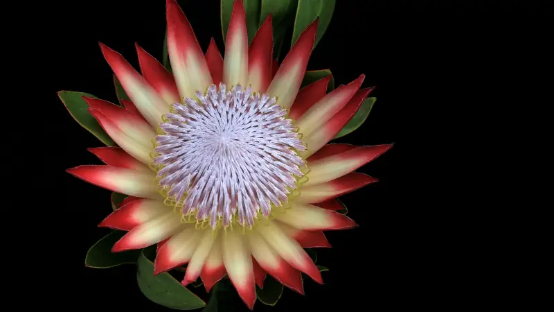 Top-down view of a King Protea flower with red-tipped petals and a lavender pincushion center against a black backdrop