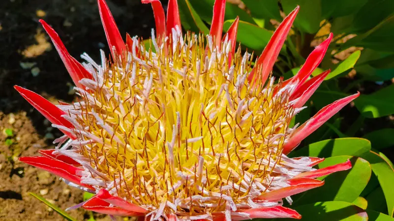 King Protea flower with bright red petal tips and a golden-yellow spiky center
