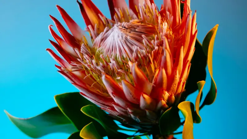 King Protea flower with orange-red bracts and a pale center photographed against a bright blue background