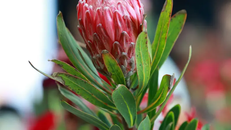 Unopened King Protea flower bud with tightly closed pink-red bracts and long green leaves