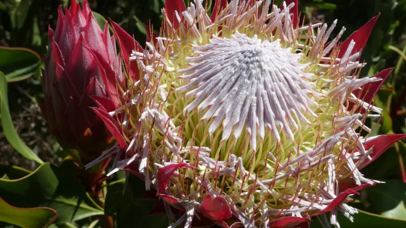 King Protea flower with a lavender spiky center and dark red bract tips surrounded by green leaves