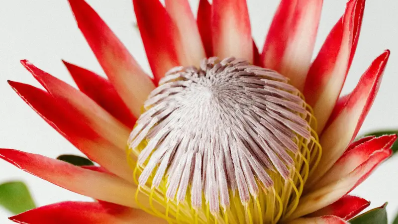 Close-up of a King Protea flower with red petal tips and a star-patterned pale center