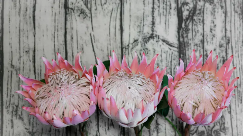 Three pink King Protea flowers arranged side by side on a rustic wood-plank background