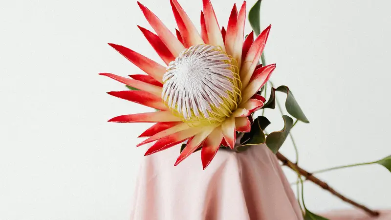 King Protea flower with red-orange bracts and a white center styled in a vase with eucalyptus greenery