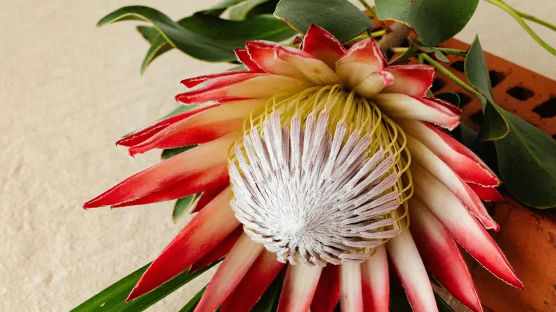 King Protea flower with pink-red bracts and a golden netted center set against a warm tan background