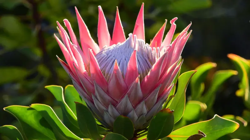 Pink King Protea flower with upward-curling petals backlit by sunlight among green leaves
