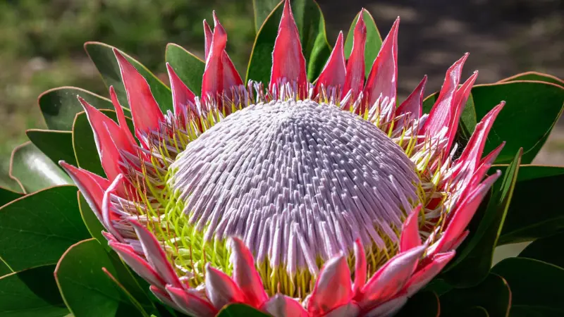 Top-down view of a fully bloomed King Protea flower with a pale lavender dome center and pink-red petal tips