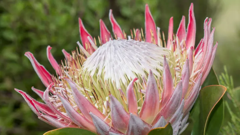 Side view of a King Protea flower with pink-edged bracts and a cream pincushion center in a garden setting
