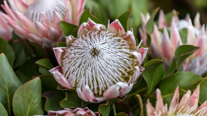 White and pink King Protea flower surrounded by green leaves and other protea buds
