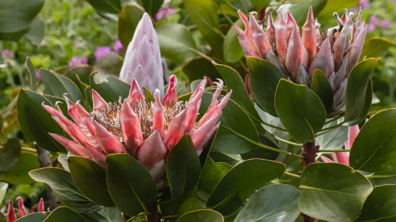 Two King Protea flowers with curling pink bracts in early bloom surrounded by green leaves