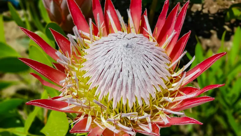 King Protea flower with red bract tips and a fuzzy white center surrounded by green leaves