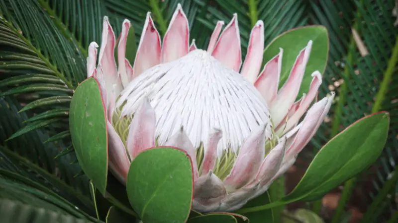 King Protea flower with pale pink petals and a white pincushion center among spiky green palm leaves