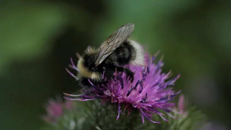 Close-up of a bumblebee perched on a purple knapweed flower head