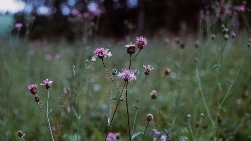 Pink knapweed flowers blooming on tall stems in a dim wildflower field