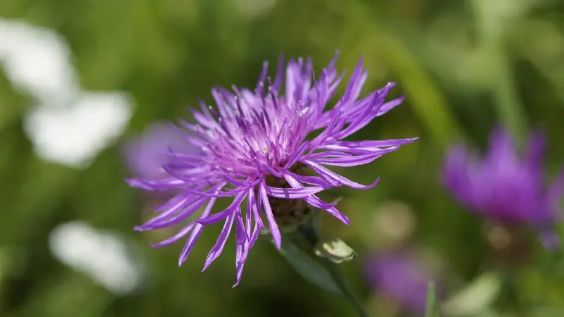 Close-up of a vivid purple knapweed flower with thin curling petals