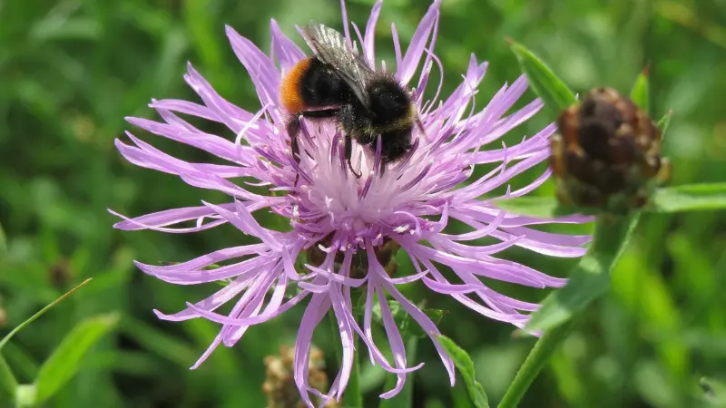 Bumblebee resting on a purple knapweed flower with thin spiky petals