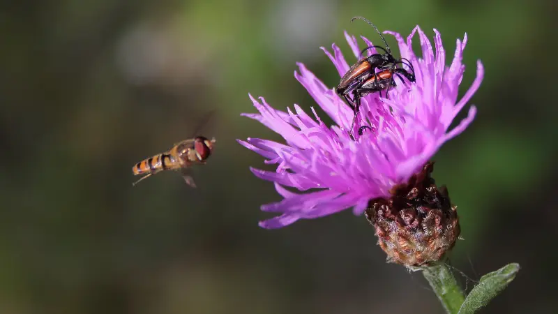 Hoverfly approaching a pink knapweed flower with beetles on its petals