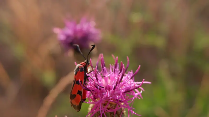 Red and black burnet moth perched on a pink knapweed flower with a blurred purple bloom behind