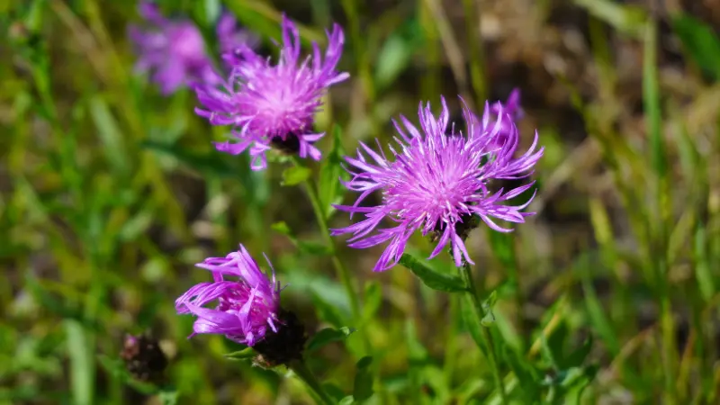 Purple knapweed flowers with spiky petals blooming among green grass