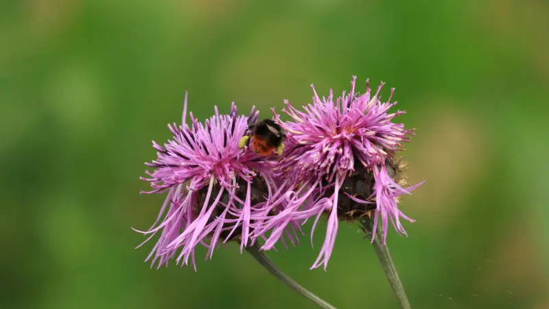 Bumblebee feeding on pink knapweed flowers with fringed petals against a green background
