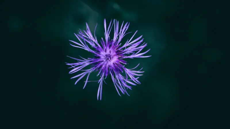 Top-down view of a purple knapweed flower with thin radiating petals against a dark teal background