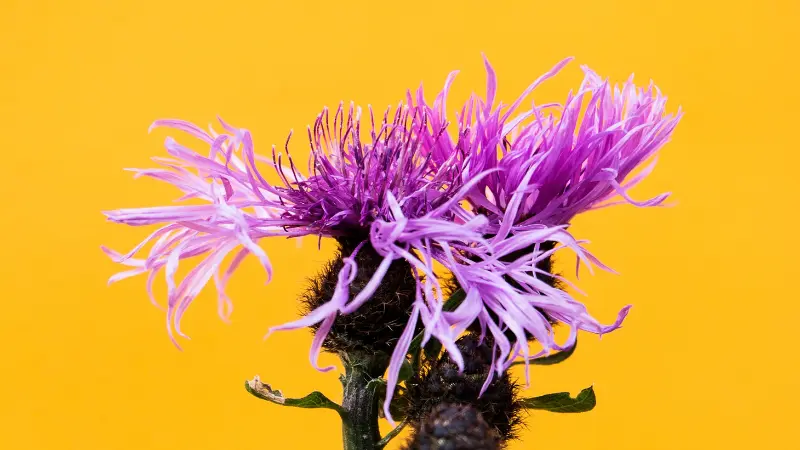 Purple knapweed flower with wispy spiky petals against a bright yellow backdrop