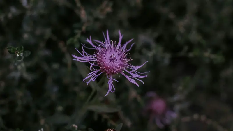 Purple knapweed flower with fuzzy center against dark green foliage