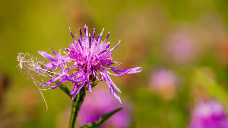 Purple knapweed flower with spiky petals in a sunny green and yellow field