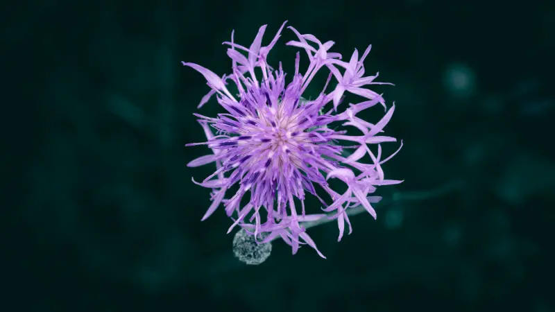 Top-down view of a purple knapweed flower with a dew drop against a dark green background