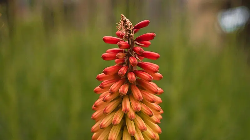 Close-up of a red and orange Kniphofia flower spike against green background