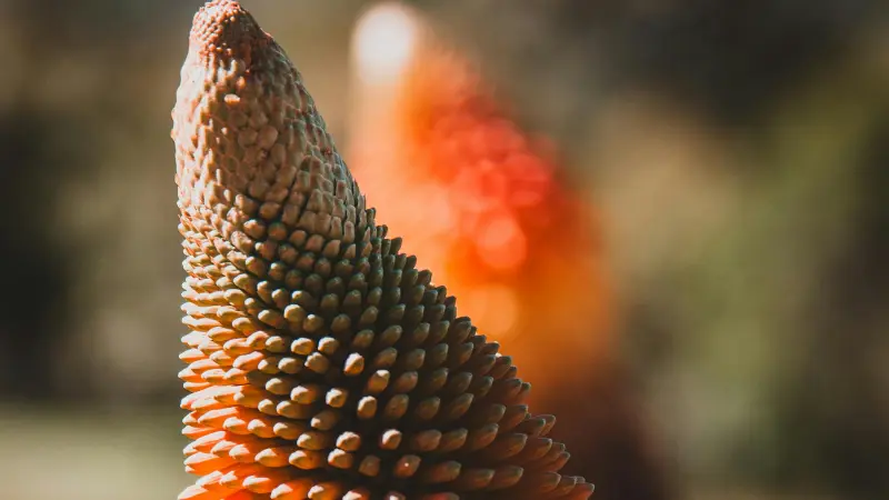 Macro close-up of textured unopened Kniphofia flower bud