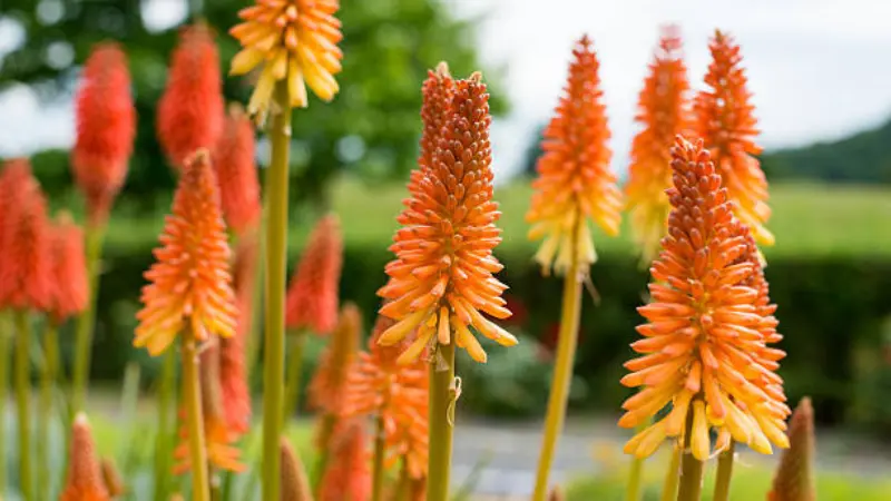 Multiple orange Kniphofia flower spikes in a green field setting