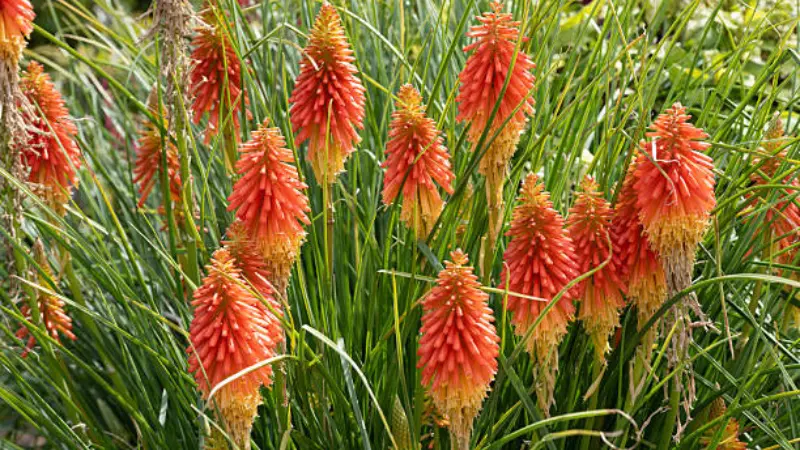 Cluster of red-orange Kniphofia flower spikes surrounded by tall grass