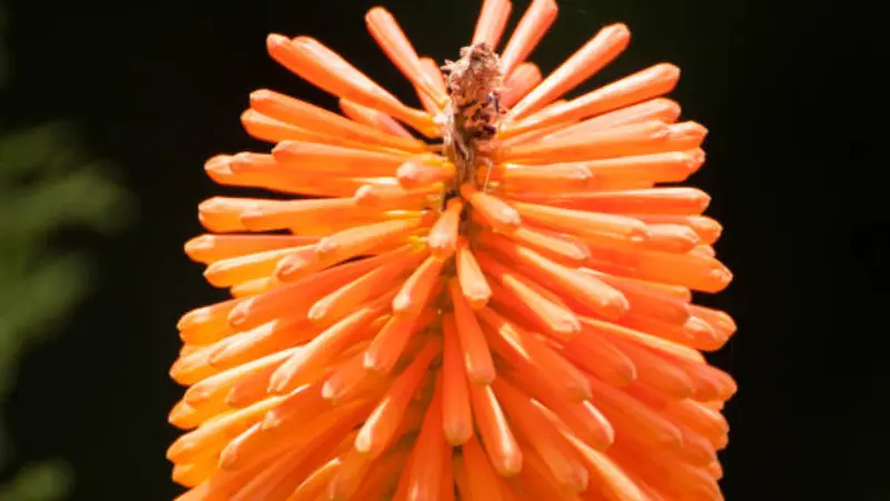 Close-up of an orange Kniphofia flower spike with a small insect on top