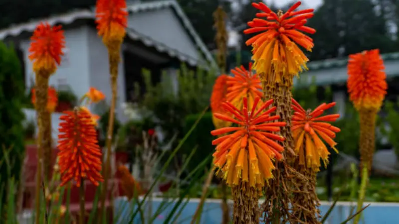 Orange-red Kniphofia flower spikes in a garden setting near a house