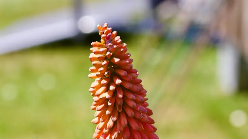 Macro shot of an unopened orange-pink Kniphofia flower spike